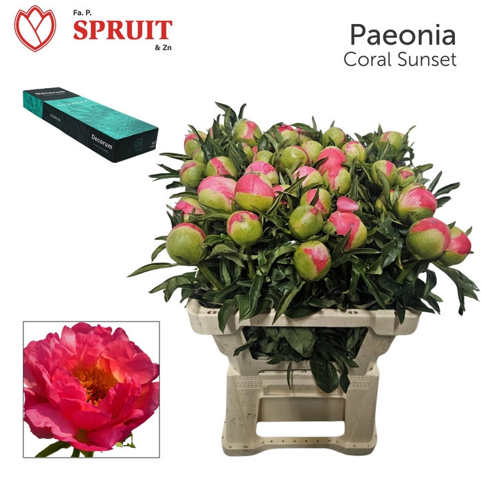 <h4>Paeonia 'Coral Sunset' Small Box 20</h4>