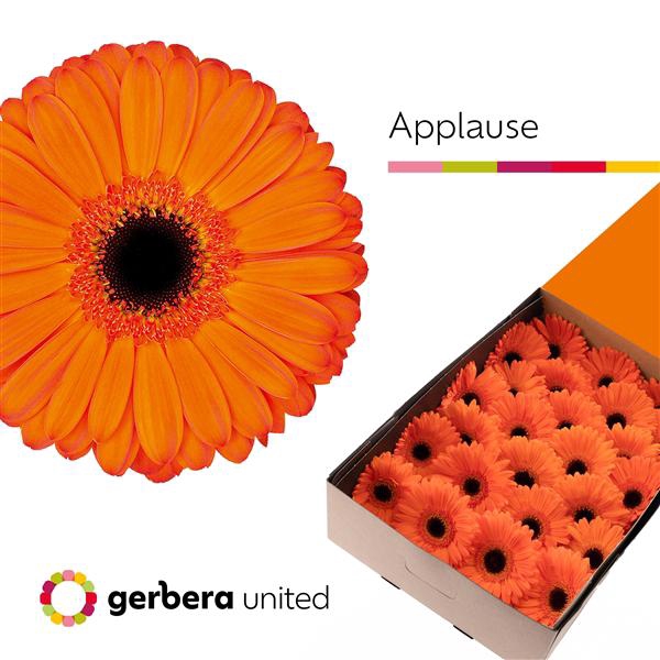 <h4>Ge Gr Applause Box United</h4>