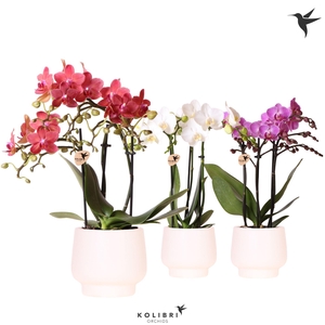 Kolibri Orchids Phalaenopsis mix 3 spike in Scandic pot white