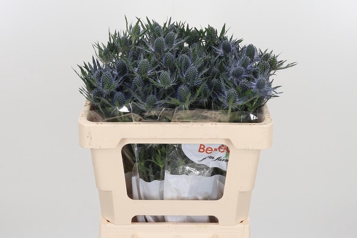 <h4>Eryng Mag Blue Lagoo</h4>