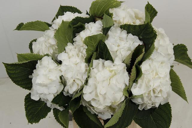 <h4>HYDR M CH WHI VERENA</h4>