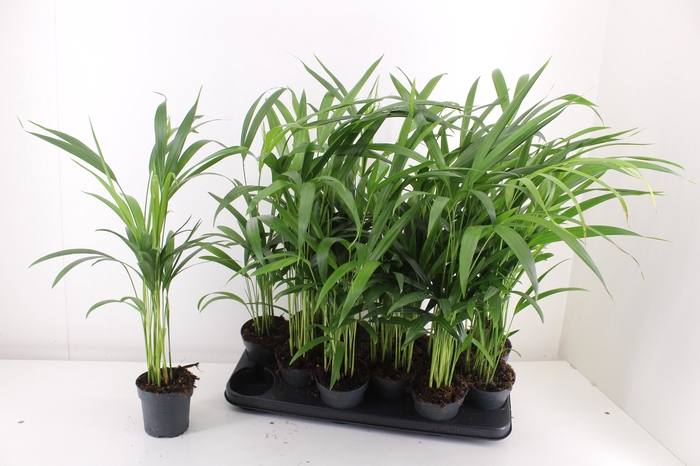 Dypsis Lutescens