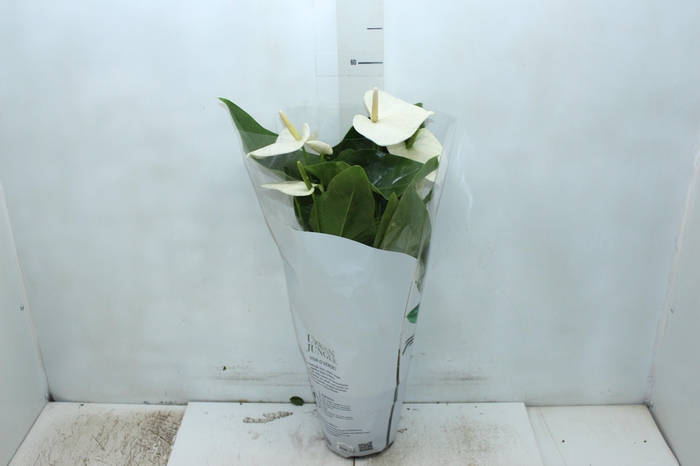 <h4>ANTHURIUM ALASKA P17</h4>