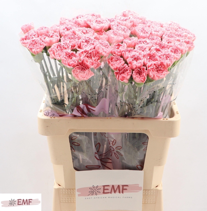 <h4>DI ST TRUE LOVE</h4>