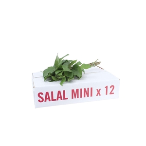 Salal Baby ( X 12 )