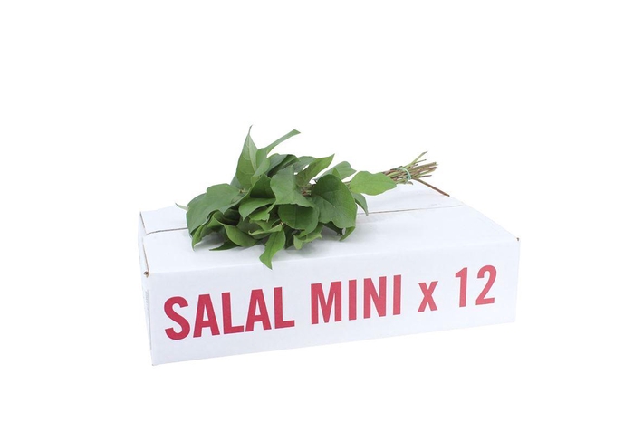 <h4>Salal Baby ( X 12 )</h4>