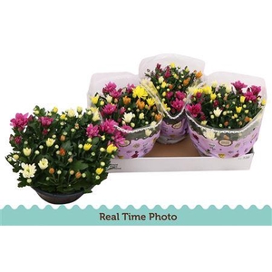 Chrysant Carnaval