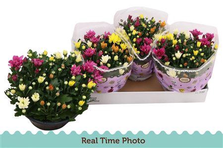 <h4>Chrysant Carnaval</h4>