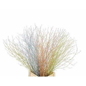 BETULA BS KLB H%