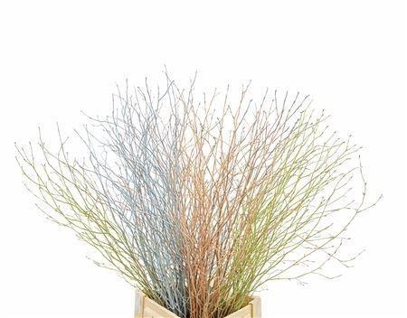 <h4>BETULA BS KLB H%</h4>