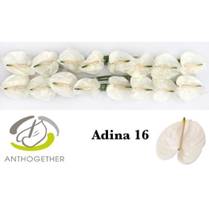 Anthurium Adina