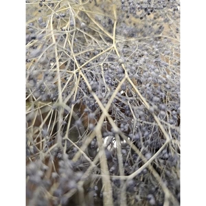 GESTABILISEERD GYPS MILLION STAR GRIJSBLAUW