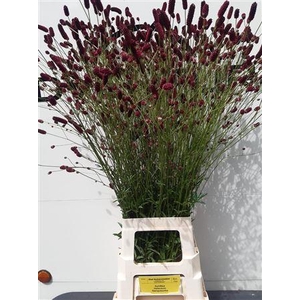 SANG OFFICINALIS