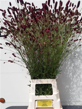 <h4>SANG OFFICINALIS</h4>