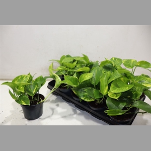 Epipr Aureum