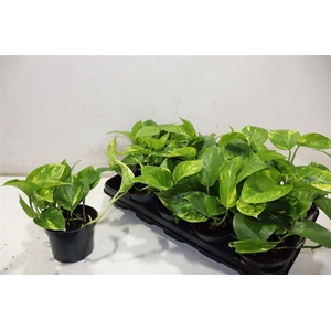 Epipr Aureum