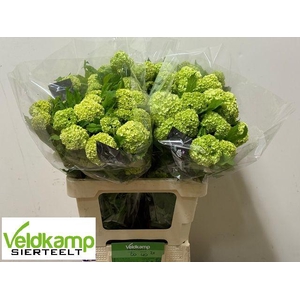 VIBURNUM ROSEUM ST