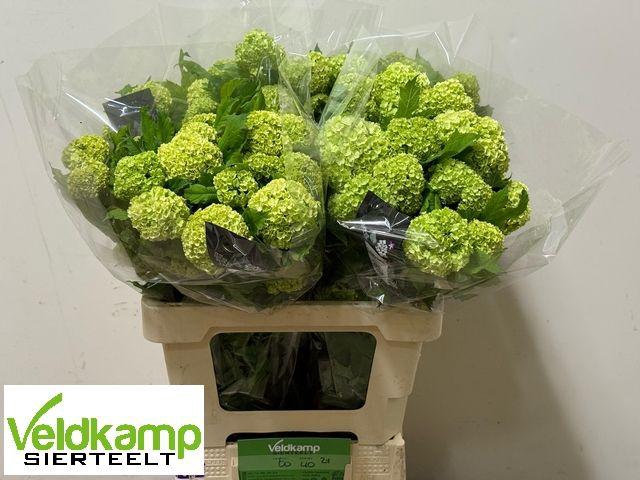 <h4>VIBURNUM ROSEUM ST</h4>