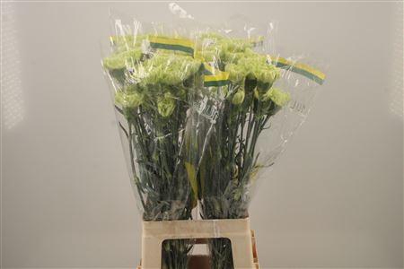 <h4>Di St Green Marty</h4>