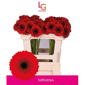 Germini Nirvana Water