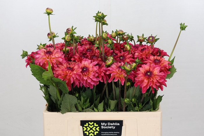 <h4>Dahlia Belfloor</h4>
