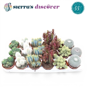 CACTUS GEM
