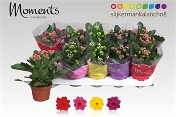 KAL GE GEM 4 KL