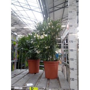 Nerium oleander   ...