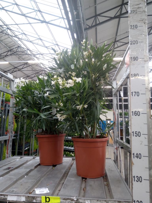 <h4>Nerium oleander ...</h4>