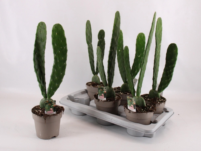 <h4>!! PROMO !! OPUNTIA COCHENILLIFE P14</h4>