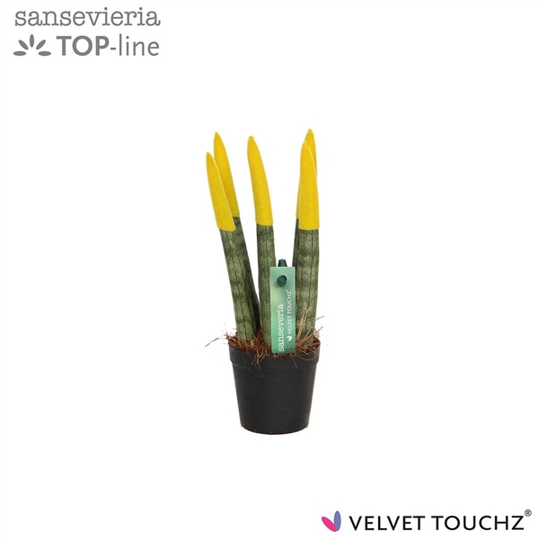 <h4>Sansevieria Velvet Touch Yellow</h4>