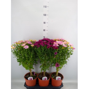 Osteospermum   ...mix