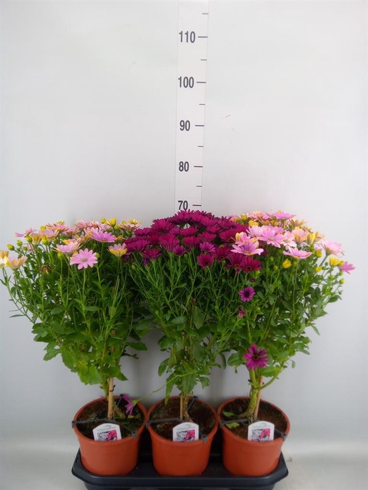 <h4>Osteospermum ...mix</h4>