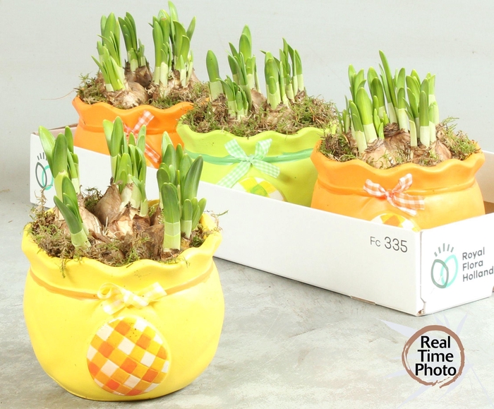 <h4>ARR NARCISSUS</h4>