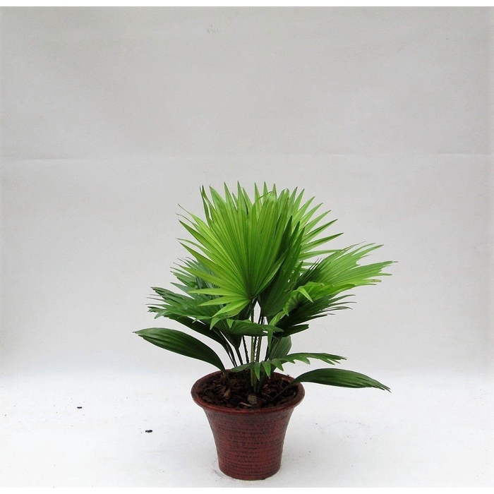 <h4>LIVISTONA ROTUNDIFOL</h4>