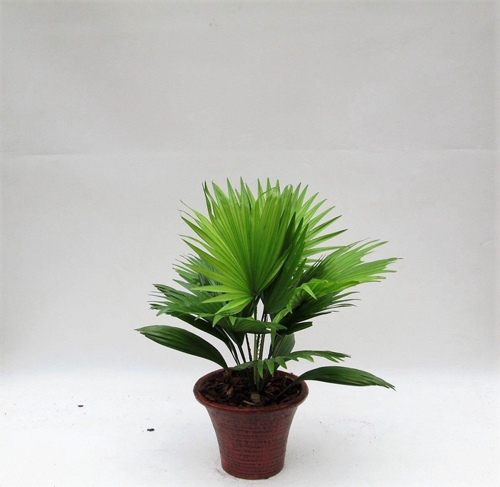 <h4>Livistona rotundifolia hosta small met schors</h4>