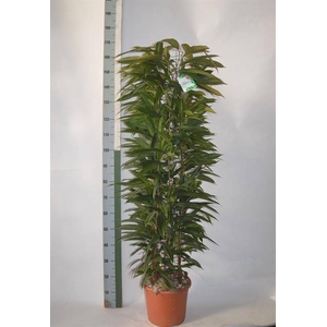 Ficus binnendijkii Amstel King 29Ø 150cm 6pp