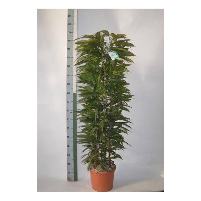 <h4>Ficus binnendijkii Amstel King 29Ø 150cm 6pp</h4>