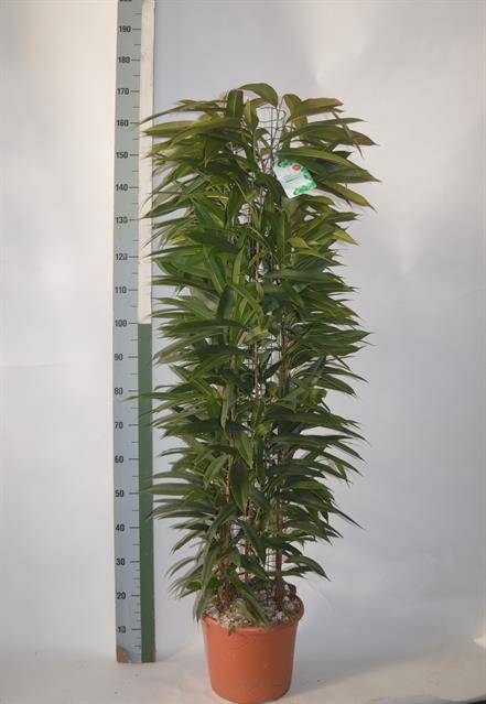 Ficus binnendijkii Amstel King 29Ø 150cm 6pp