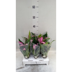 Anthurium  'Zizou'