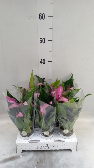 <h4>Anthurium 'Zizou'</h4>
