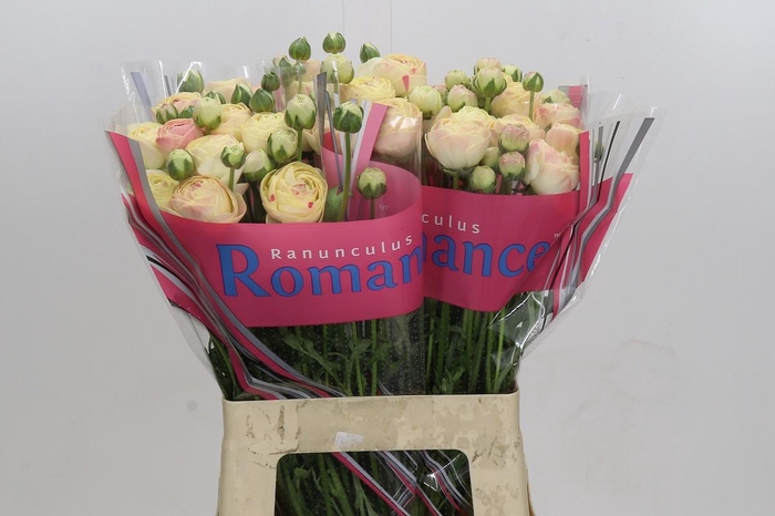 Ranunculus Romance Hydra