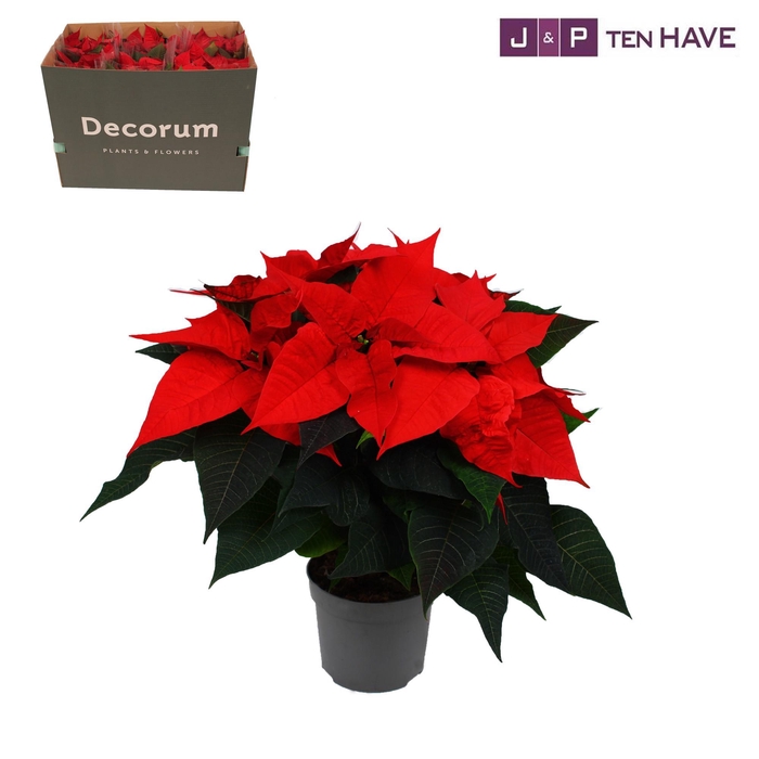<h4>Poinsettia Premium Red 13cm 5+ in Deense Doos</h4>