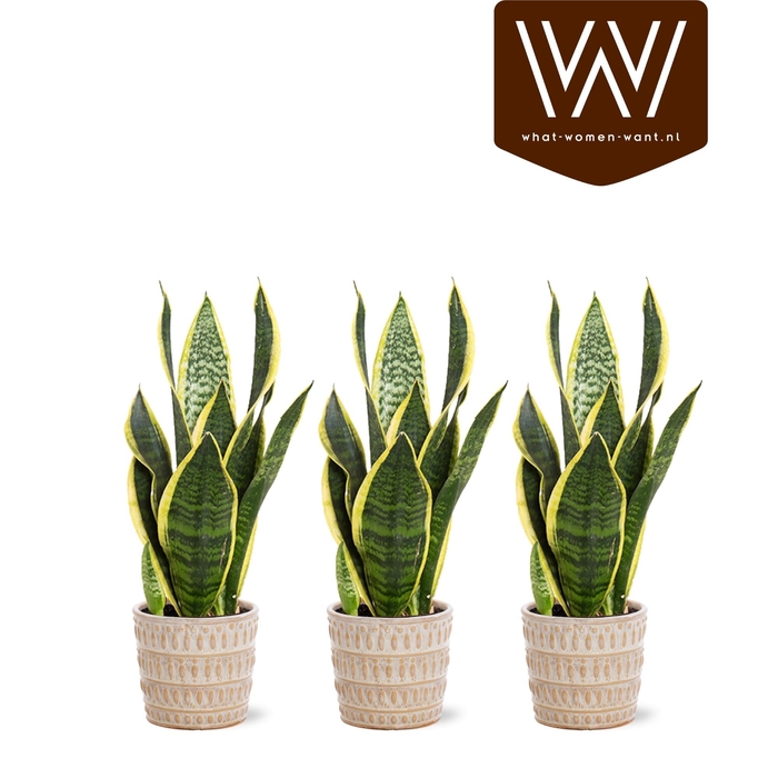 <h4>ARR SANSEVIERIA</h4>