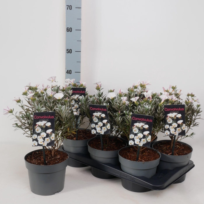 <h4>CONVO CNEORUM</h4>