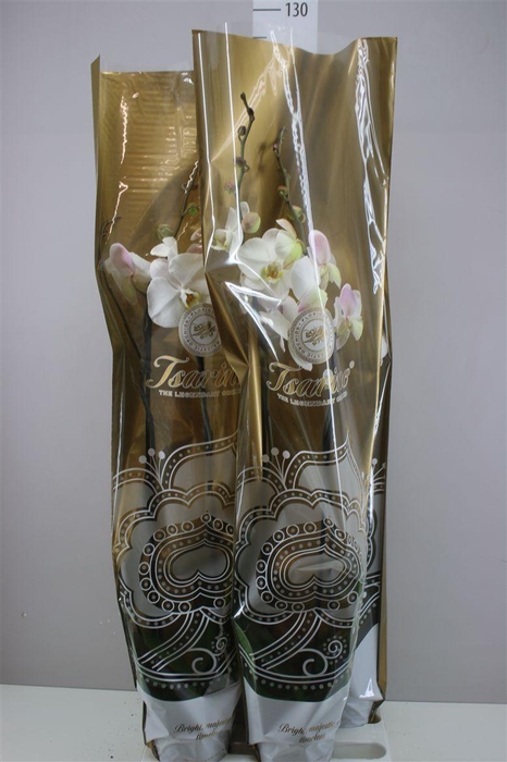 <h4>Phal Wit 2 Tak</h4>