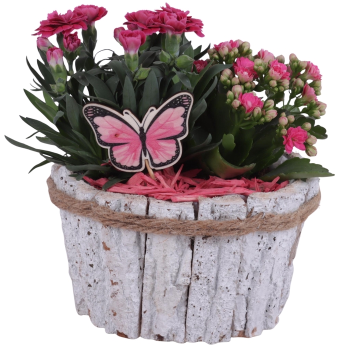 <h4>Spring Flower Arr. Outdoor Wooden Barkpot White Ø17cm 2PP</h4>