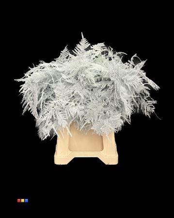 <h4>Asp 1e White</h4>