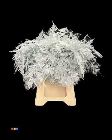 <h4>Asp 1e White</h4>