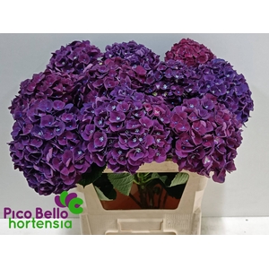 Hydrangea my mon amour purple